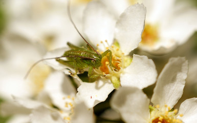 Green small grasshopper on white and yellow flowers of bird cherry tree on springtime