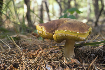 Old porcini mushroom (Boletus edulis)