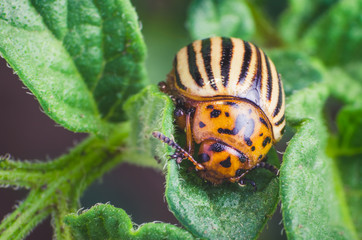 Colorado potato beetle eats potato leaves, close-up