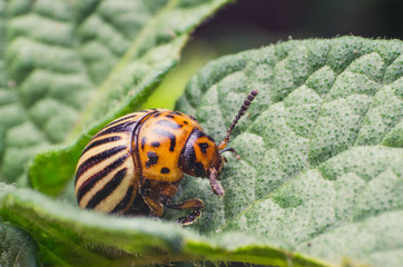 Colorado potato beetle eats potato leaves, close-up