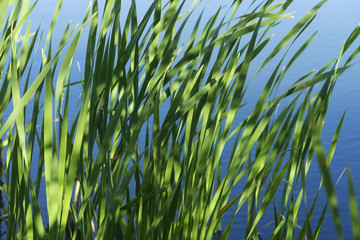 Fototapeta premium Typha latifolia, Common Bulrush, Broadleaf Cattail, Common Cattail