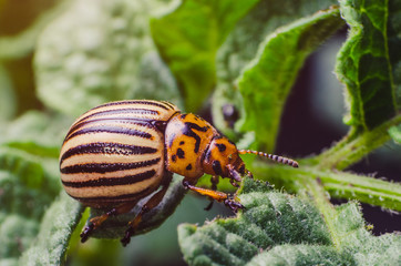 Colorado potato beetle eats potato leaves, close-up