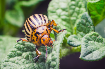 Colorado potato beetle eats potato leaves, close-up