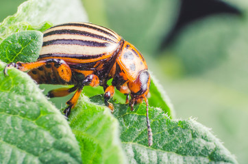 Colorado potato beetle eats potato leaves, close-up