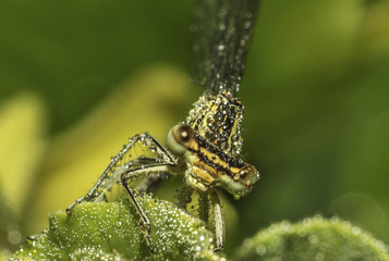 The dragonfly in the dew early morning