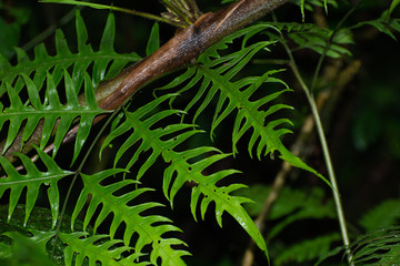 Fern