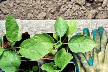 Cabbage seedlings in the paper pots and protective gloves on wooden boards in greenhouse
