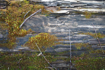 wooden texture of a rotten timber with moss, background and foundation