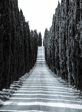 Cypress alley with rural country road, Tuscany, Italy. Black and white image.