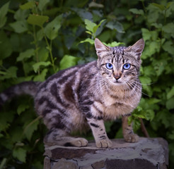 Naklejka na ściany i meble street tabby cat on a background of green bushes