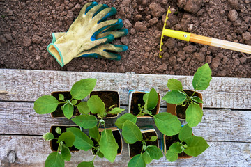 Cabbage seedlings in the paper pots on wooden boards , protective gloves and a little rake on the ground