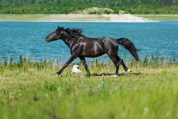 Black Stallion Running