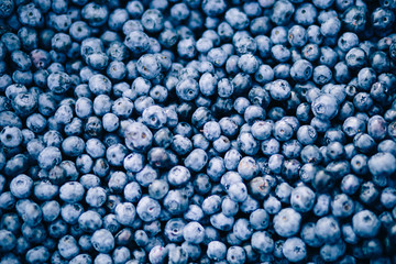 Fresh blueberry berries close up