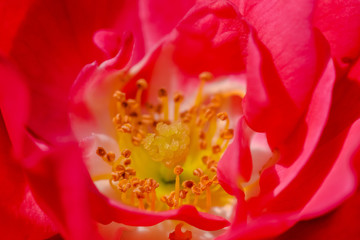 Fototapeta na wymiar rosier éméra en fleur