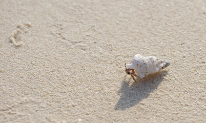 砂浜の白いヤドカリ