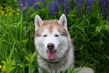 Portrait of beautiful beige dog breed siberian husky with tonque hanging out sitting in lupinus flowers