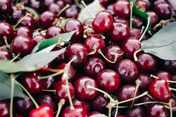 Close up of pile of ripe cherries with stalks and leaves.