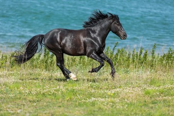 Fototapeta na wymiar Black Stallion Running