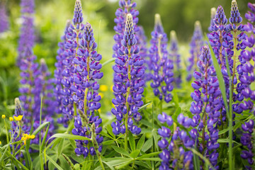 Violet Lupinus, commonly known as lupin or lupine is in the meadow. Flower field background