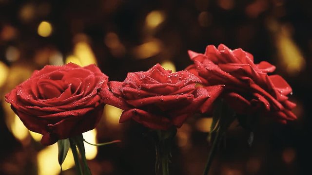 rose flower studio quality