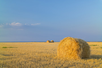 view to wheat roll on the field in summer evening