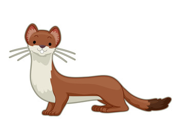 An Ermine Illustration