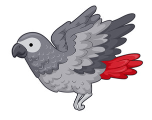 Grey Parrot Illustration