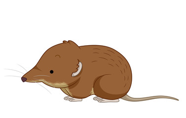 Shrew Illustration