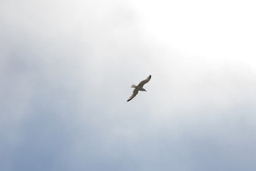 Möwe im Flug