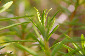 Ledum palustre. Rhododendron tomentosum plant in forest, close up view