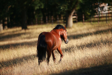 Horse, stallion brown in the morning light in the step on the meadow. Photographed from the back..