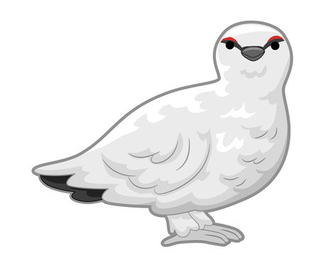 recommend clip art: Ptarmigan Illustration