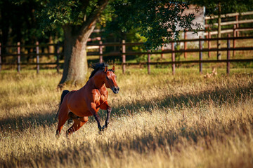 Horse stallion galloping in the morning light on a meadow..