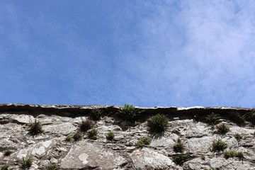 Upward view of wall with ferns and blue sky at top with space for text