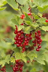 red currant in the garden. 
