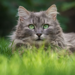 Graue Langhaarkatze liegt im hohen Gras