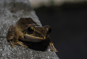 Common tree frog.