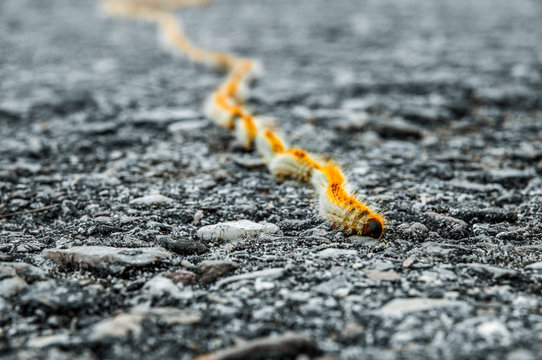 Orugas procesionarias.