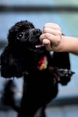 child is playing with a black poodle