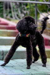 playful black poodle
