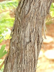 Tree Trunk