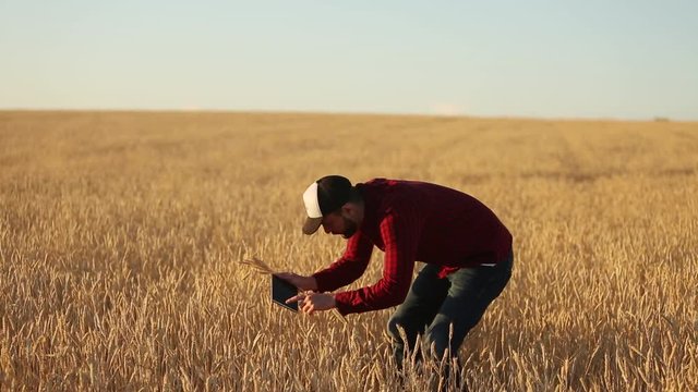 Smart farming using modern technologies in agriculture. Agronomist farmer holds digital touch tablet computer display in wheat field using augmented reality apps and internet, taking, photos of ears
