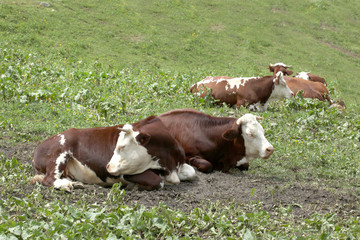 Fototapeta na wymiar cows rest on a meadow on Italian Alps