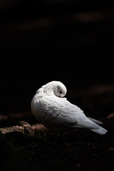 White pigeon sitting on a tree in the woods