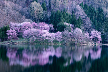 中綱湖の桜