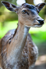 Deer at a park lookig and inspecting its surroundings