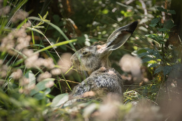 Hare in the woods wildlife wild animals 