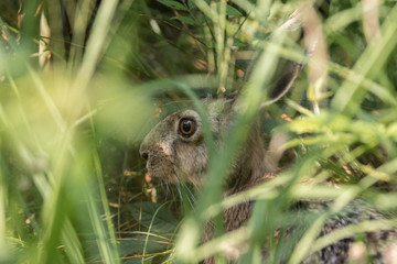 Hare in the woods wildlife wild animals 