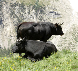 cows rest on a meadow on Italian Alps