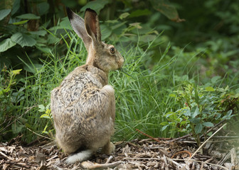 Naklejka na ściany i meble Hare in the woods wildlife wild animals 